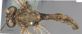 Media type: image;   Entomology 10531 Aspect: habitus dorsal view